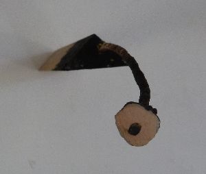 P1000211.jpg